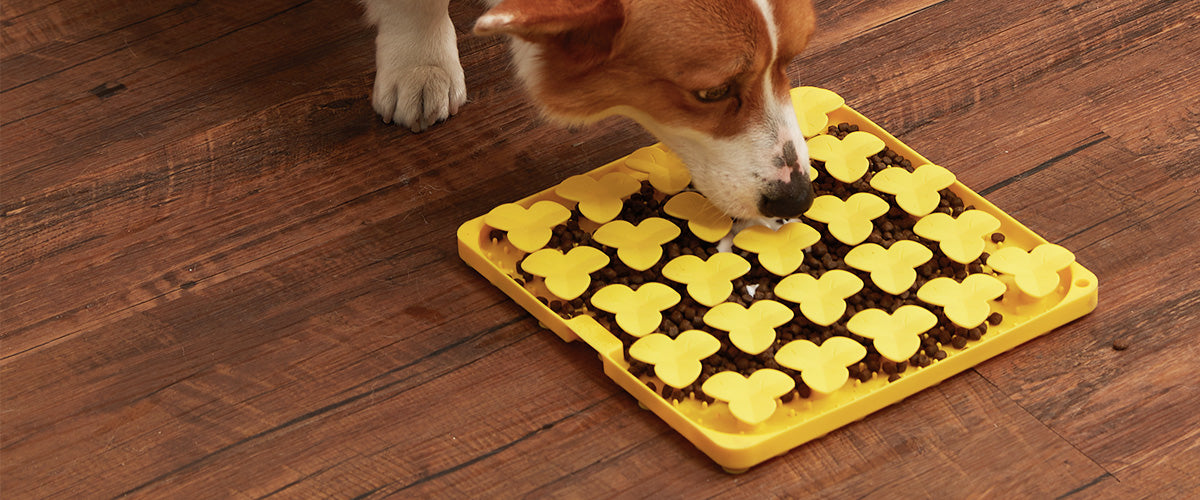 A corgi enjoys kibble from a yellow slow feeder dog bowl on a wooden floor.