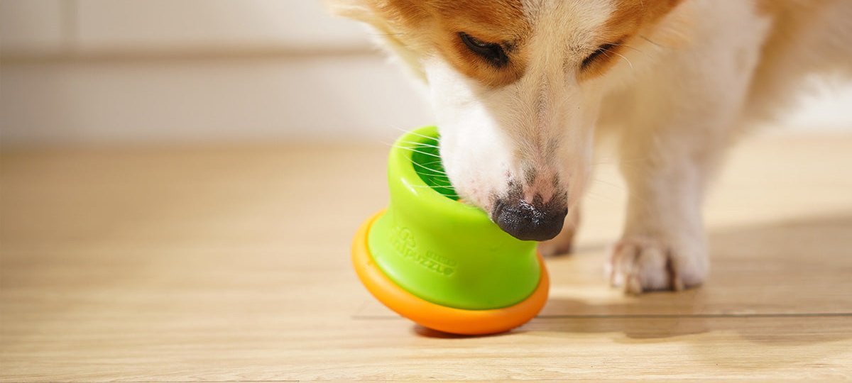 A dog curiously interacts with a green and orange treat dispenser next to its dog bowl on the wooden floor.